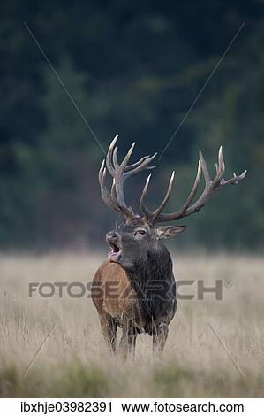 Stock Image - "Red Deer (Cervus elaphus), deer rut, Copenhagen, Denmark, Europe". Fotosearch