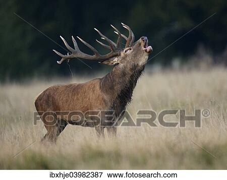 "Red Deer (Cervus elaphus), deer rut, Copenhagen, Denmark, Europe" View Large Photo Image Stock Photo - "Red Deer (Cervus elaphus), deer rut, Copenhagen, Denmark, Europe". Fotosearch