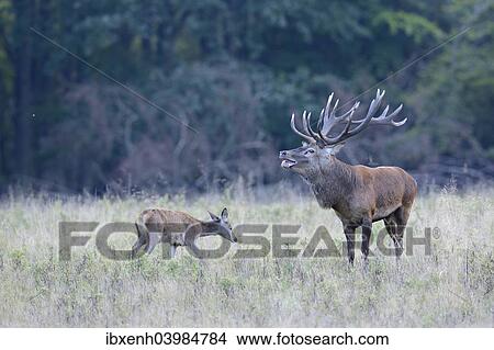 "Red Deer (Cervus elaphus), Denmark, Europe" View Large Photo Image Picture - "Red Deer (Cervus elaphus), Denmark, Europe". Fotosearch