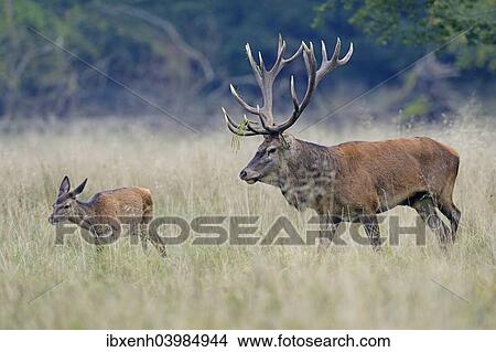 "Red Deer (Cervus elaphus), Denmark, Europe" View Large Photo Image Picture - "Red Deer (Cervus elaphus), Denmark, Europe". Fotosearch