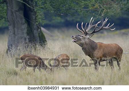 "Red Deer (Cervus elaphus), Denmark, Europe" View Large Photo Image Stock Image - "Red Deer (Cervus elaphus), Denmark, Europe". Fotosearch