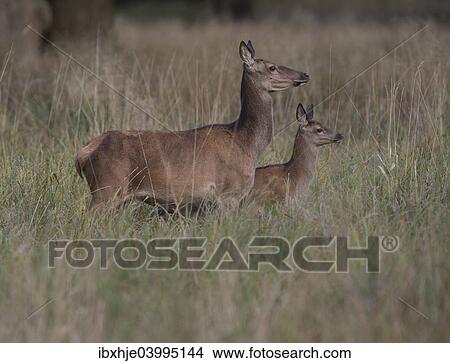 Picture - "Red Deer (Cervus elaphus), doe and calf, Copenhagen, Denmark, Europe". Fotosearch