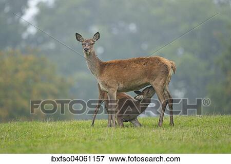 "Red Deer (Cervus elaphus), doe or hind suckling an older calf, captive, Lower Saxony, Germany, Europe" View Large Photo Image Stock Photo - "Red Deer (Cervus elaphus), doe or hind suckling an older calf, captive, Lower Saxony, Germany, Europe". Fotosearch