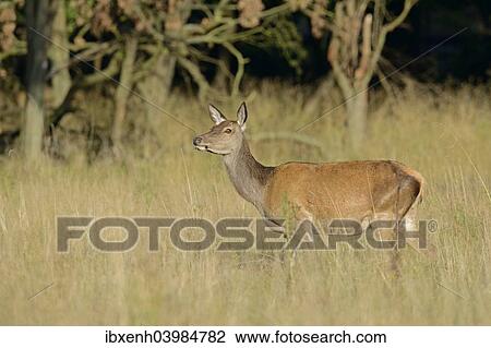"Red Deer (Cervus elaphus), doe, Denmark, Europe" View Large Photo Image Stock Image - "Red Deer (Cervus elaphus), doe, Denmark, Europe". Fotosearch