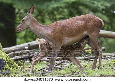 "Red Deer (Cervus elaphus), doe suckling calf, Vulkaneifel, Rhineland-Palatinate, Germany, Europe" View Large Photo Image Stock Image - "Red Deer (Cervus elaphus), doe suckling calf, Vulkaneifel, Rhineland-Palatinate, Germany, Europe". Fotosearch