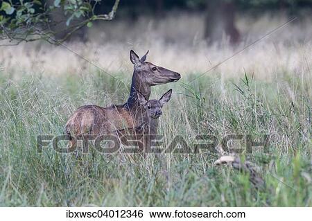"Red Deer (Cervus elaphus), doe with calf, Copenhagen, Denmark, Europe" View Large Photo Image Stock Photograph - "Red Deer (Cervus elaphus), doe with calf, Copenhagen, Denmark, Europe". Fotosearch