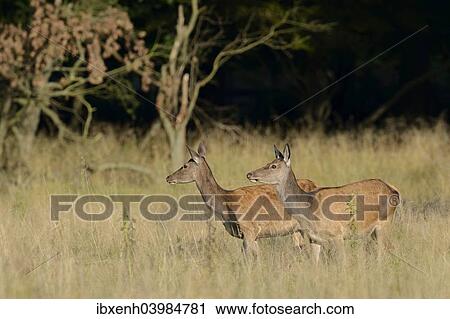 "Red Deer (Cervus elaphus), does, Denmark, Europe" View Large Photo Image Stock Image - "Red Deer (Cervus elaphus), does, Denmark, Europe". Fotosearch