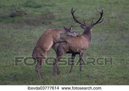 "Red deer (Cervus elaphus) during rutting season, mating behavior, Arnsberg Forest, North Rhine-Westphalia, Germany, Europe" View Large Photo Image Picture - "Red deer (Cervus elaphus) during rutting season, mating behavior, Arnsberg Forest, North Rhine-Westphalia, Germany, Europe". Fotosearch