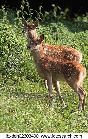 "Red deer (Cervus elaphus), fawns, three weeks, Allgaeu, Bavaria, Germany, Europe" View Large Photo Image Stock Image - "Red deer (Cervus elaphus), fawns, three weeks, Allgaeu, Bavaria, Germany, Europe". Fotosearch