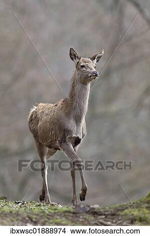 Picture - "Red deer (Cervus elaphus), female". Fotosearch