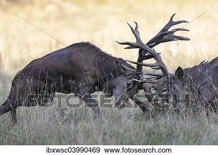 "Red Deer (Cervus elaphus), fighting stags, Copenhagen, Denmark, Europe" View Large Photo Image Stock Photo - "Red Deer (Cervus elaphus), fighting stags, Copenhagen, Denmark, Europe". Fotosearch