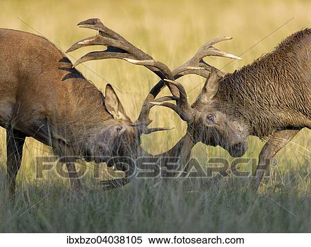 Stock Photography - "Red deer (Cervus elaphus), fighting deer in the rut, Klampenborg, Copenhagen, Denmark, Europe". Fotosearch