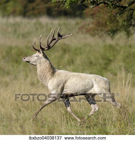 "Red Deer (Cervus elaphus), fleeing deer, white morph, Klampenborg, Copenhagen, Denmark, Europe" View Large Photo Image Stock Photo - "Red Deer (Cervus elaphus), fleeing deer, white morph, Klampenborg, Copenhagen, Denmark, Europe". Fotosearch