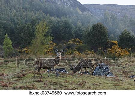 "Red Deer (Cervus elaphus), Highlands, Scotland, United Kingdom, Europe" View Large Photo Image Stock Image - "Red Deer (Cervus elaphus), Highlands, Scotland, United Kingdom, Europe". Fotosearch