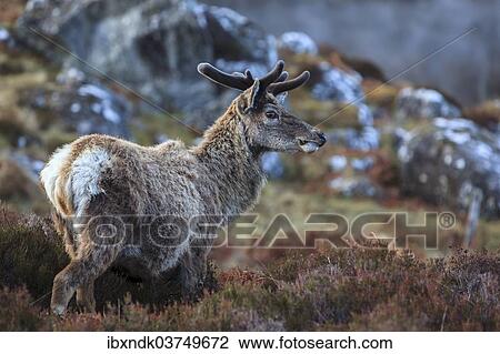 Stock Image - "Red Deer (Cervus elaphus), Highlands, Scotland, United Kingdom, Europe". Fotosearch