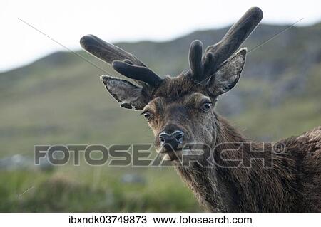 "Red Deer (Cervus elaphus), Highlands, Scotland, United Kingdom, Europe" View Large Photo Image Stock Image - "Red Deer (Cervus elaphus), Highlands, Scotland, United Kingdom, Europe". Fotosearch