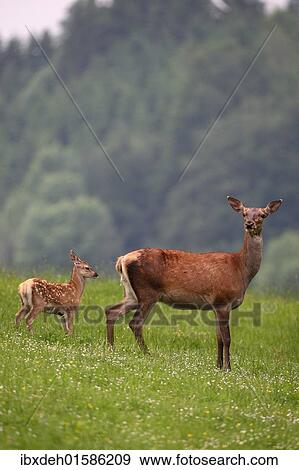 "Red deer (Cervus elaphus) hind and calf, 10 days old, on a mountain meadow, Allgaeu, Bavaria, Germany, Europe" View Large Photo Image Stock Photo - "Red deer (Cervus elaphus) hind and calf, 10 days old, on a mountain meadow, Allgaeu, Bavaria, Germany, Europe". Fotosearch