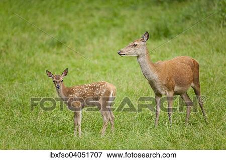 "Red Deer (Cervus elaphus), hind and fawn on a meadow, captive, Bavaria, Germany, Europe" View Large Photo Image Stock Photo - "Red Deer (Cervus elaphus), hind and fawn on a meadow, captive, Bavaria, Germany, Europe". Fotosearch