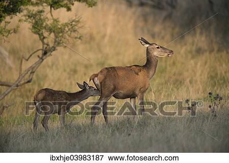 "Red Deer (Cervus elaphus), hind and fawn, Copenhagen, Denmark, Europe" View Large Photo Image Stock Photo - "Red Deer (Cervus elaphus), hind and fawn, Copenhagen, Denmark, Europe". Fotosearch