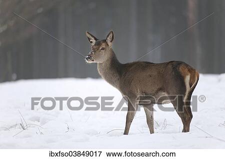 "Red Deer (Cervus elaphus), hind in its winter coat standing in snow, captive, Saxony, Germany, Europe" View Large Photo Image Stock Photo - "Red Deer (Cervus elaphus), hind in its winter coat standing in snow, captive, Saxony, Germany, Europe". Fotosearch