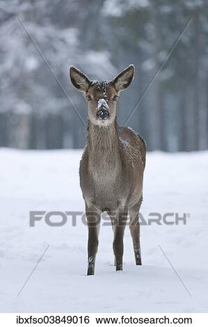 "Red Deer (Cervus elaphus), hind in its winter coat standing in snow, captive, Saxony, Germany, Europe" View Large Photo Image Stock Photograph - "Red Deer (Cervus elaphus), hind in its winter coat standing in snow, captive, Saxony, Germany, Europe". Fotosearch