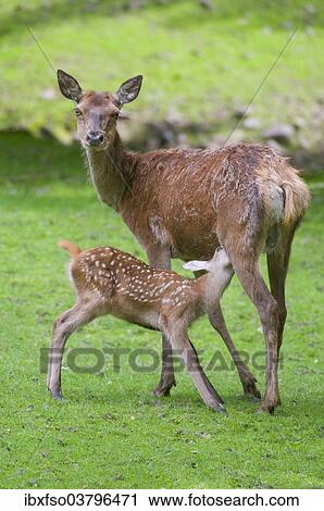 "Red Deer (Cervus elaphus), hind suckling a fawn on a meadow, captive, Thuringia, Germany, Europe" View Large Photo Image Stock Image - "Red Deer (Cervus elaphus), hind suckling a fawn on a meadow, captive, Thuringia, Germany, Europe". Fotosearch