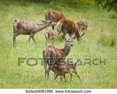 "Red Deer (Cervus elaphus), hind suckling calf, captive, Bavaria, Germany, Europe" View Large Photo Image Stock Image - "Red Deer (Cervus elaphus), hind suckling calf, captive, Bavaria, Germany, Europe". Fotosearch
