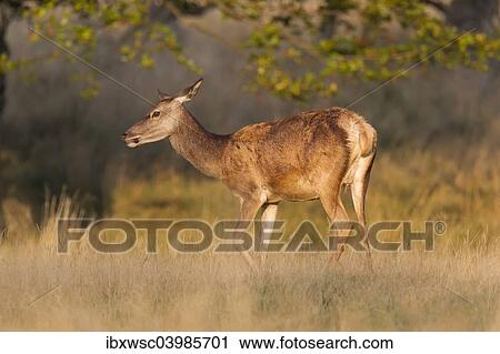 Stock Image - "Red Deer (Cervus elaphus), hind, Klampenborg, Copenhagen, Denmark, Europe". Fotosearch