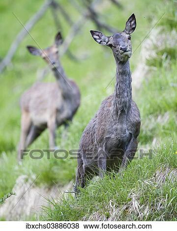 Stock Photo - "Red Deer (Cervus elaphus), hind moulting, Stubai Valley, Tyrol, Austria, Europe". Fotosearch