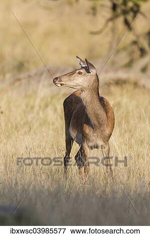 "Red Deer (Cervus elaphus), hind, Klampenborg, Copenhagen, Denmark, Europe" View Large Photo Image Stock Photo - "Red Deer (Cervus elaphus), hind, Klampenborg, Copenhagen, Denmark, Europe". Fotosearch