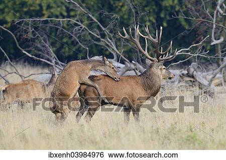 "Red Deer (Cervus elaphus), hind mounting a stag, Jaegersborg, Copenhagen, Denmark, Europe" View Large Photo Image Stock Photograph - "Red Deer (Cervus elaphus), hind mounting a stag, Jaegersborg, Copenhagen, Denmark, Europe". Fotosearch