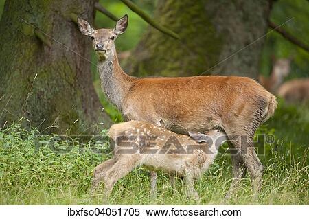 "Red Deer (Cervus elaphus), hind with suckling fawn, captive, Bavaria, Germany, Europe" View Large Photo Image Stock Photography - "Red Deer (Cervus elaphus), hind with suckling fawn, captive, Bavaria, Germany, Europe". Fotosearch