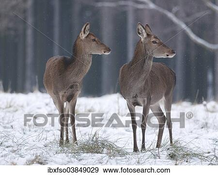 "Red Deer (Cervus elaphus), hinds in their winter coats standing in snow, captive, Saxony, Germany, Europe" View Large Photo Image Stock Photo - "Red Deer (Cervus elaphus), hinds in their winter coats standing in snow, captive, Saxony, Germany, Europe". Fotosearch