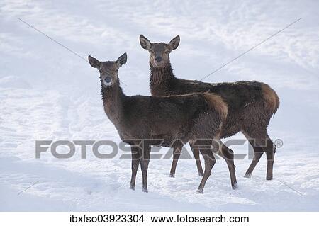 "Red Deer (Cervus elaphus), hinds with a winter coat standing in the snow, captive, Bavaria, Germany, Europe" View Large Photo Image Picture - "Red Deer (Cervus elaphus), hinds with a winter coat standing in the snow, captive, Bavaria, Germany, Europe". Fotosearch