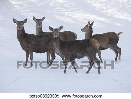 "Red Deer (Cervus elaphus), hinds with a winter coat standing in the snow, captive, Bavaria, Germany, Europe" View Large Photo Image Stock Photography - "Red Deer (Cervus elaphus), hinds with a winter coat standing in the snow, captive, Bavaria, Germany, Europe". Fotosearch