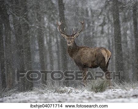 "Red Deer (Cervus elaphus), Hunsruck, Rhineland-Palatinate, Germany, Europe" View Large Photo Image Picture - "Red Deer (Cervus elaphus), Hunsruck, Rhineland-Palatinate, Germany, Europe". Fotosearch