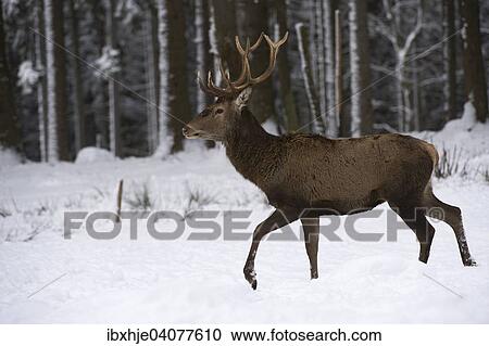 Stock Image - "Red Deer (Cervus elaphus), Hunsruck National Park, Rhineland-Palatinate, Germany, Europe". Fotosearch