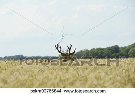"Red Deer (Cervus elaphus) in a grain field, part of a fence in its antlers, Lower Austria, Austria, Europe" View Large Photo Image Picture - "Red Deer (Cervus elaphus) in a grain field, part of a fence in its antlers, Lower Austria, Austria, Europe". Fotosearch