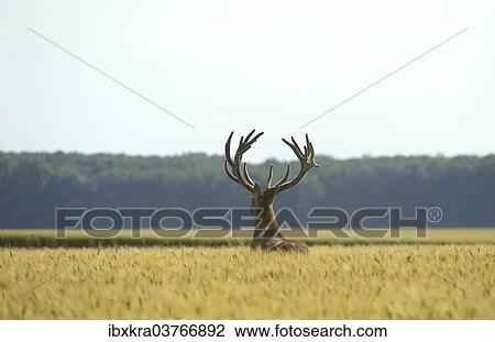 "Red Deer (Cervus elaphus) in a grain field, Lower Austria, Austria, Europe" View Large Photo Image Stock Image - "Red Deer (Cervus elaphus) in a grain field, Lower Austria, Austria, Europe". Fotosearch