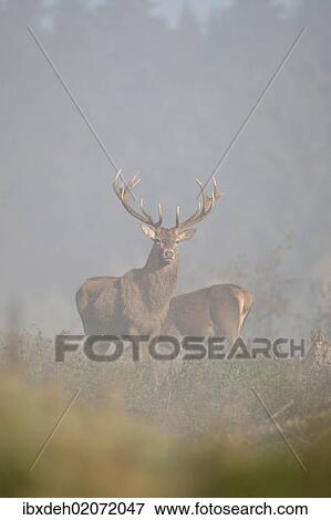 "Red Deer (Cervus elaphus) in fog, Unterallgaeu, Allgaeu, Bavaria, Germany, Europe" View Large Photo Image Stock Photo - "Red Deer (Cervus elaphus) in fog, Unterallgaeu, Allgaeu, Bavaria, Germany, Europe". Fotosearch