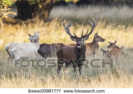 "Red deer (Cervus elaphus), in front a bugling stag in the rut, captive, Copenhagen, Denmark, Europe" View Large Photo Image Stock Photo - "Red deer (Cervus elaphus), in front a bugling stag in the rut, captive, Copenhagen, Denmark, Europe". Fotosearch