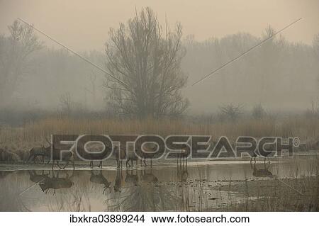 "Red Deer (Cervus elaphus) in the morning fog, Lobau, Donau-Auen National Park, Schonau, Lower Austria, Austria, Europe" View Large Photo Image Picture - "Red Deer (Cervus elaphus) in the morning fog, Lobau, Donau-Auen National Park, Schonau, Lower Austria, Austria, Europe". Fotosearch