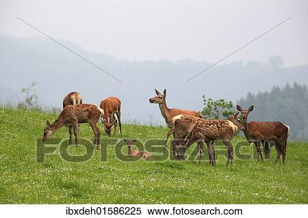 "Red deer (Cervus elaphus) in the rain, with lying calf, on a mountain meadow, Allgaeu, Bavaria, Germany, Europe" View Large Photo Image Stock Photography - "Red deer (Cervus elaphus) in the rain, with lying calf, on a mountain meadow, Allgaeu, Bavaria, Germany, Europe". Fotosearch