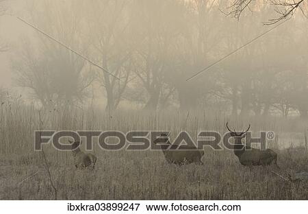 "Red Deer (Cervus elaphus) in the morning fog, Lobau, Donau-Auen National Park, Schonau, Lower Austria, Austria, Europe" View Large Photo Image Stock Photo - "Red Deer (Cervus elaphus) in the morning fog, Lobau, Donau-Auen National Park, Schonau, Lower Austria, Austria, Europe". Fotosearch