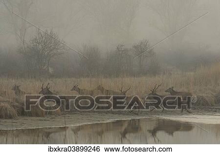 "Red Deer (Cervus elaphus) in the morning fog, Lobau, Donau-Auen National Park, Schonau, Lower Austria, Austria, Europe" View Large Photo Image Stock Photograph - "Red Deer (Cervus elaphus) in the morning fog, Lobau, Donau-Auen National Park, Schonau, Lower Austria, Austria, Europe". Fotosearch