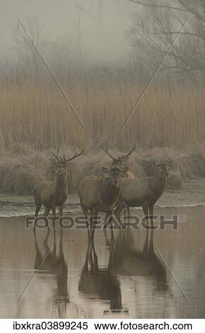 "Red Deer (Cervus elaphus) in the morning fog, Lobau, Donau-Auen National Park, Schonau, Lower Austria, Austria, Europe" View Large Photo Image Stock Photography - "Red Deer (Cervus elaphus) in the morning fog, Lobau, Donau-Auen National Park, Schonau, Lower Austria, Austria, Europe". Fotosearch