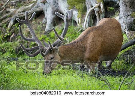 "Red Deer (Cervus elaphus) in Velvet, grazing, captive, Lower Saxony, Germany, Europe" View Large Photo Image Stock Image - "Red Deer (Cervus elaphus) in Velvet, grazing, captive, Lower Saxony, Germany, Europe". Fotosearch