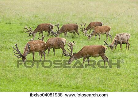 "Red deer (Cervus elaphus) in velvet and changing coat, grazing, captive, Bavaria, Germany, Europe" View Large Photo Image Stock Photo - "Red deer (Cervus elaphus) in velvet and changing coat, grazing, captive, Bavaria, Germany, Europe". Fotosearch