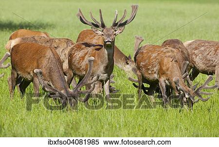 "Red deer (Cervus elaphus) in velvet and changing coat, grazing, captive, Bavaria, Germany, Europe" View Large Photo Image Stock Photography - "Red deer (Cervus elaphus) in velvet and changing coat, grazing, captive, Bavaria, Germany, Europe". Fotosearch