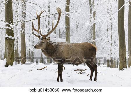 "Red deer (Cervus elaphus) in winter, buck" View Large Photo Image Stock Image - "Red deer (Cervus elaphus) in winter, buck". Fotosearch